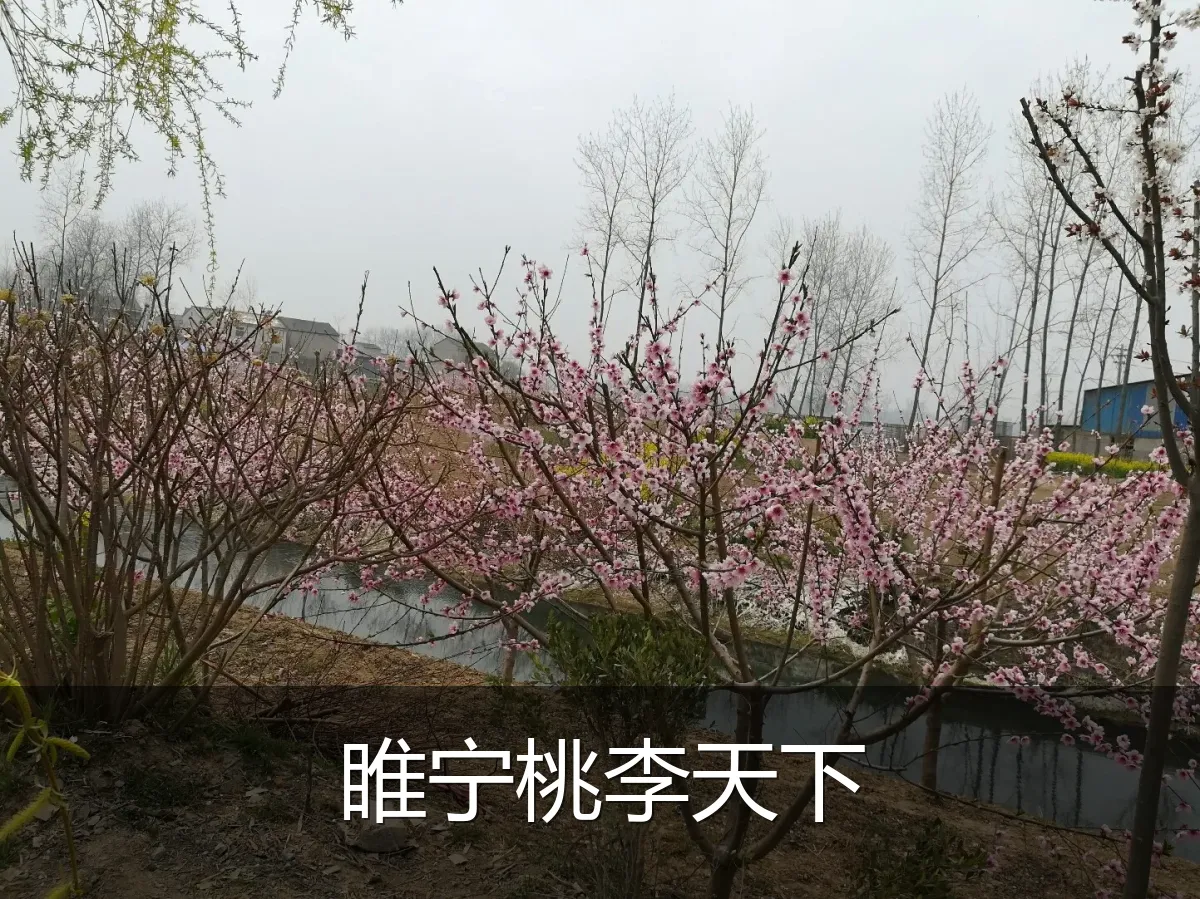 睢宁桃李天下